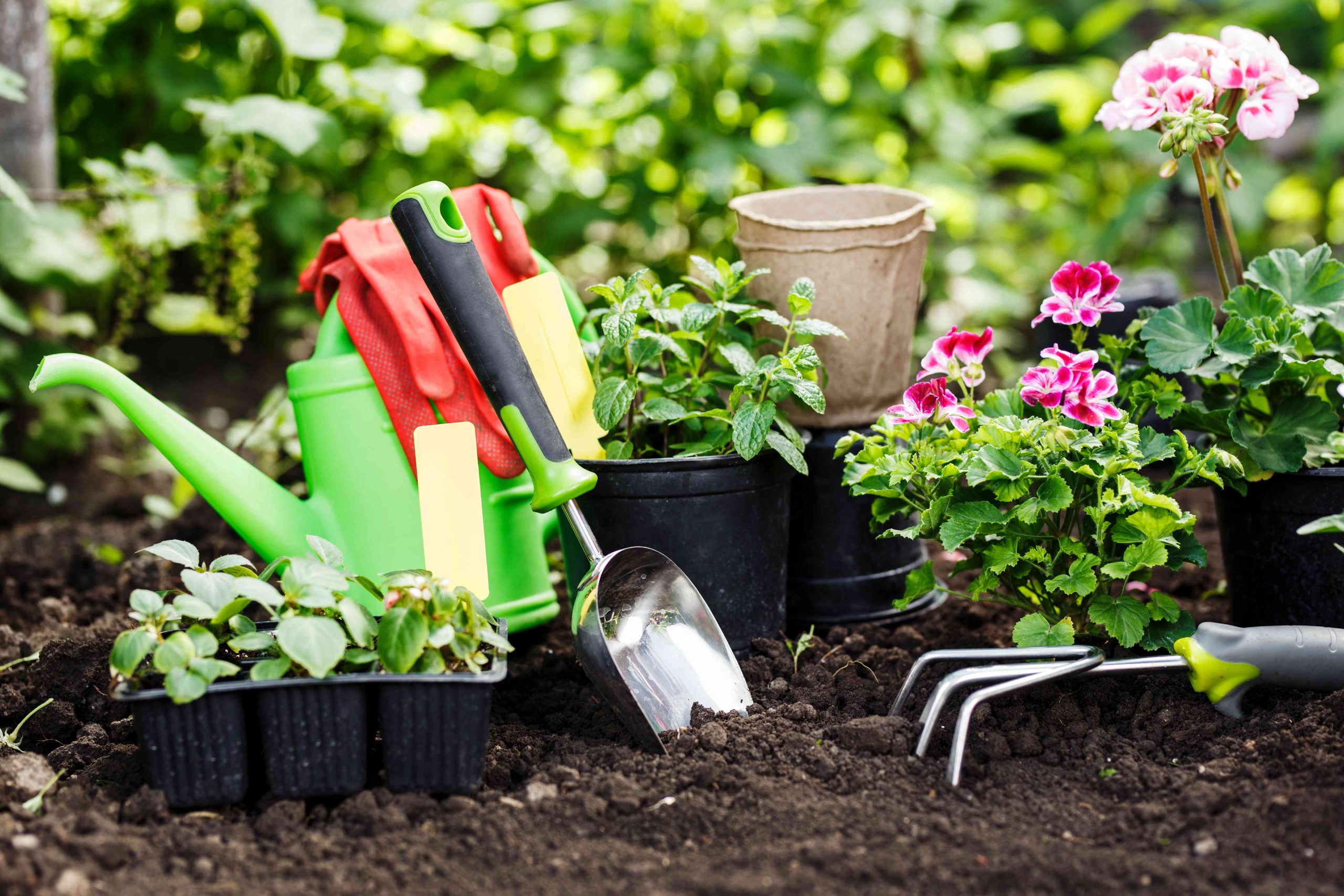 Spring Gardening Tasks and Ideas in Fairview, TX