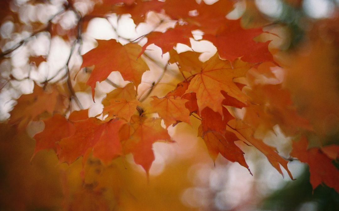 Fairview Fall Foliage: A Photographer’s Guide