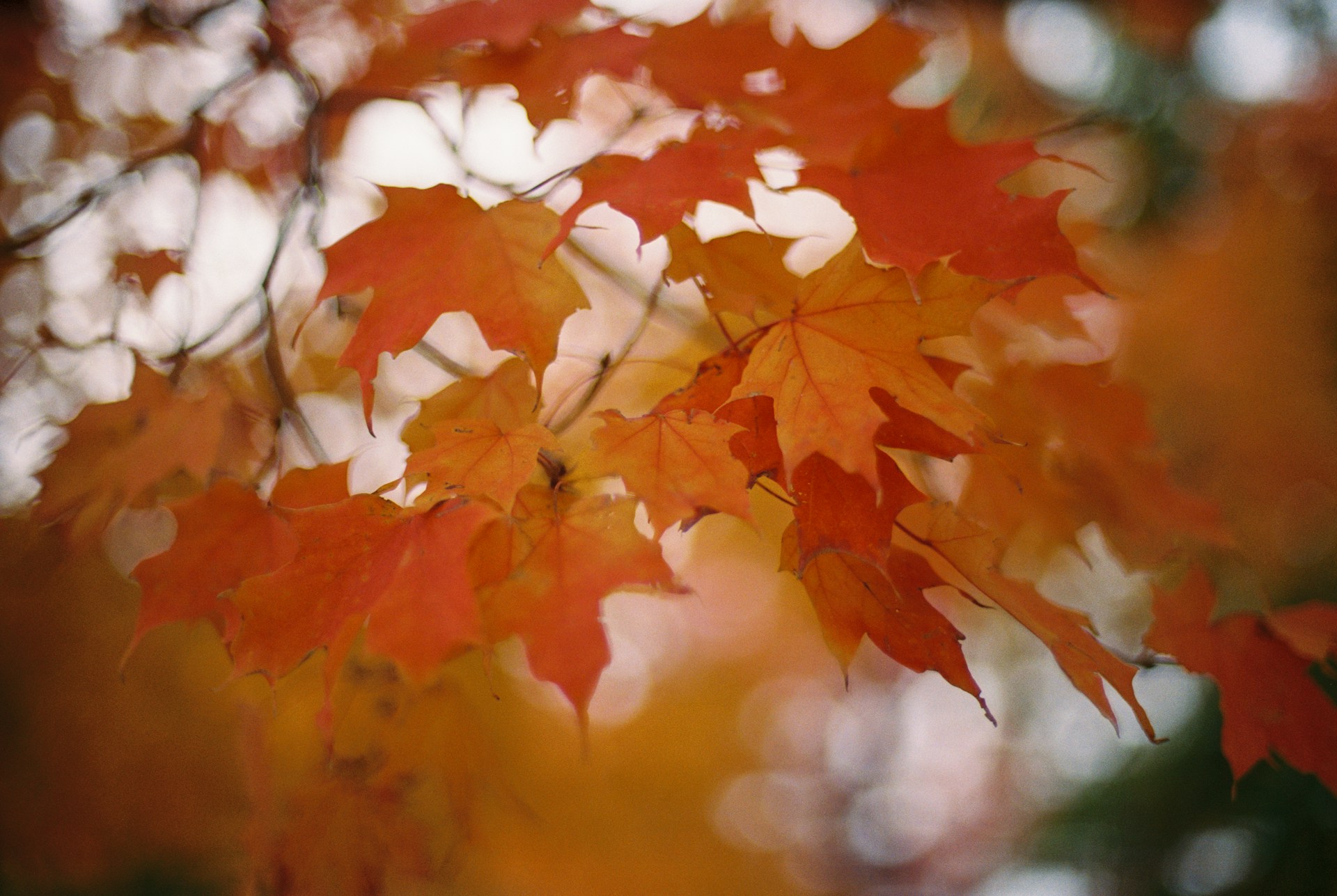 Fairview Fall Foliage: A Photographer's Guide